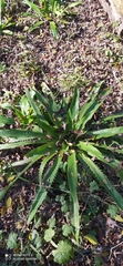 Eryngium serra