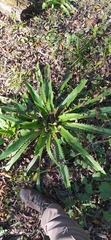 Eryngium serra