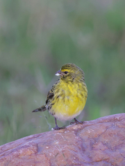 Crithagra dorsostriata