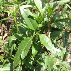 Electranthera mutica