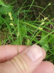 Carex laeviculmis