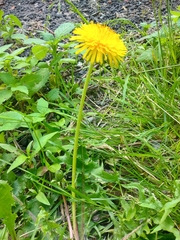 Taraxacum officinale