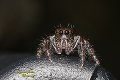 Anarrhotus fossulatus