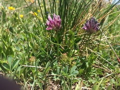 Trifolium parryi