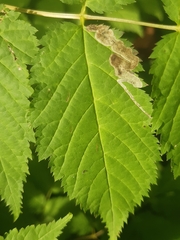 Agromyza spiraeoidearum