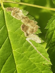 Agromyza spiraeoidearum