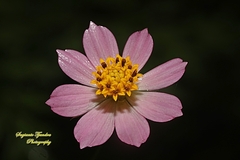 Cosmos caudatus