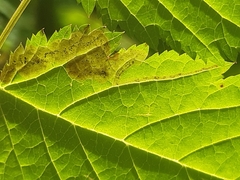 Agromyza spiraeoidearum