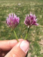 Trifolium parryi