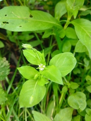 Stellaria media