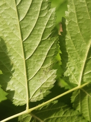 Agromyza spiraeoidearum