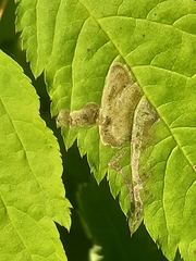 Agromyza spiraeoidearum