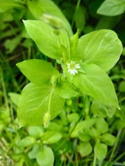 Stellaria media