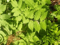 Agromyza spiraeoidearum