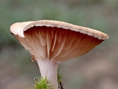 Singerocybe