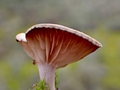 Singerocybe