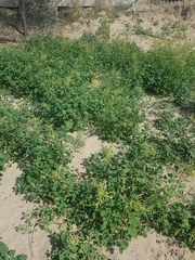 Chenopodium acuminatum