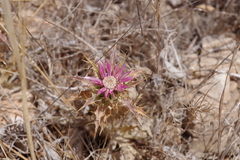 Carlina lanata