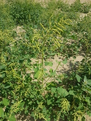 Chenopodium acuminatum