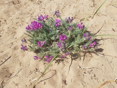 Oxytropis lanata
