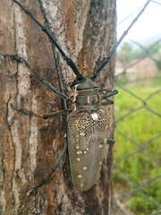Batocera rufomaculata