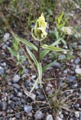Castilleja pallida