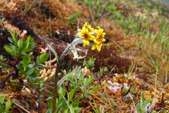 Tephroseris yukonensis