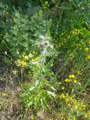 Carduus crispus