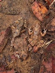 Poyntonophrynus fenoulheti