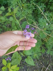 Solanum dulcamara