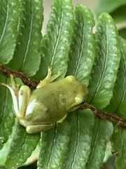 Hyla chinensis