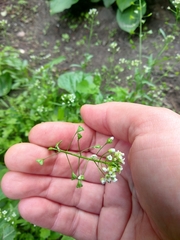 Capsella bursa-pastoris