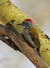 Chloropicus spodocephalus