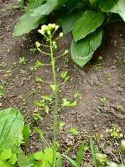 Capsella bursa-pastoris