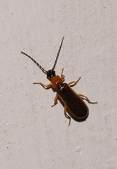Rhagonycha lutea