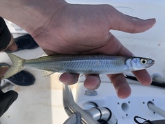 Hardhead Halfbeak photo 2