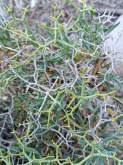 Bupleurum spinosum
