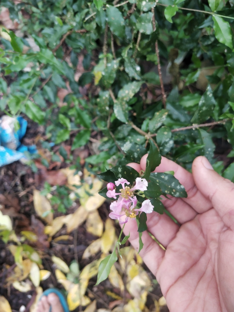 Malpighia coccigera, San Jose (Pob.), Montevista, Compostela Valley, Philippines