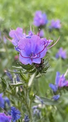 Echium vulgare