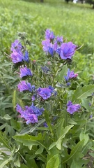 Echium vulgare