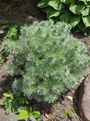 Artemisia schmidtiana