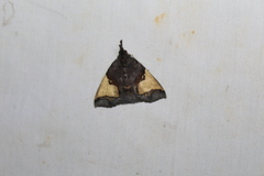 Ochrotrigona triangulifera