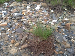 Fimbristylis polytrichoides