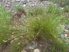 Fimbristylis polytrichoides