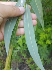 Salix udensis