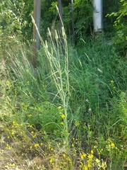 Tragopogon orientalis