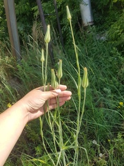 Tragopogon orientalis