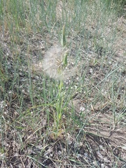 Tragopogon orientalis