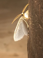 Lomographa vestaliata