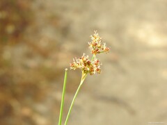 Juncus fontanesii